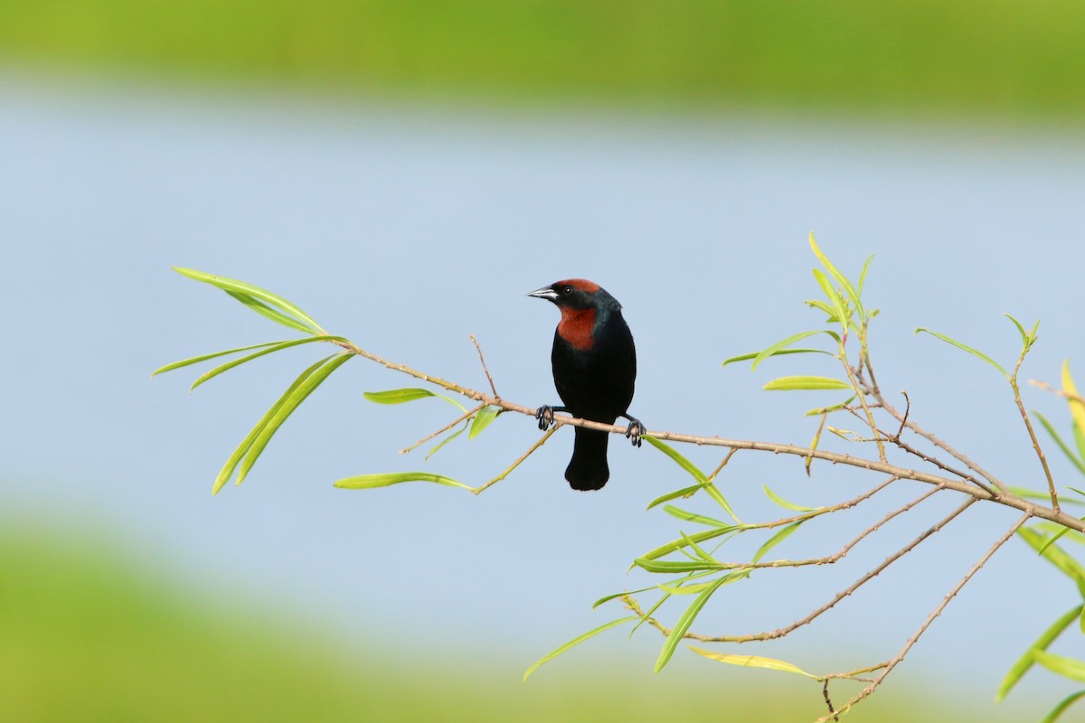 Chestnut-capped Blackbird - ML646115121