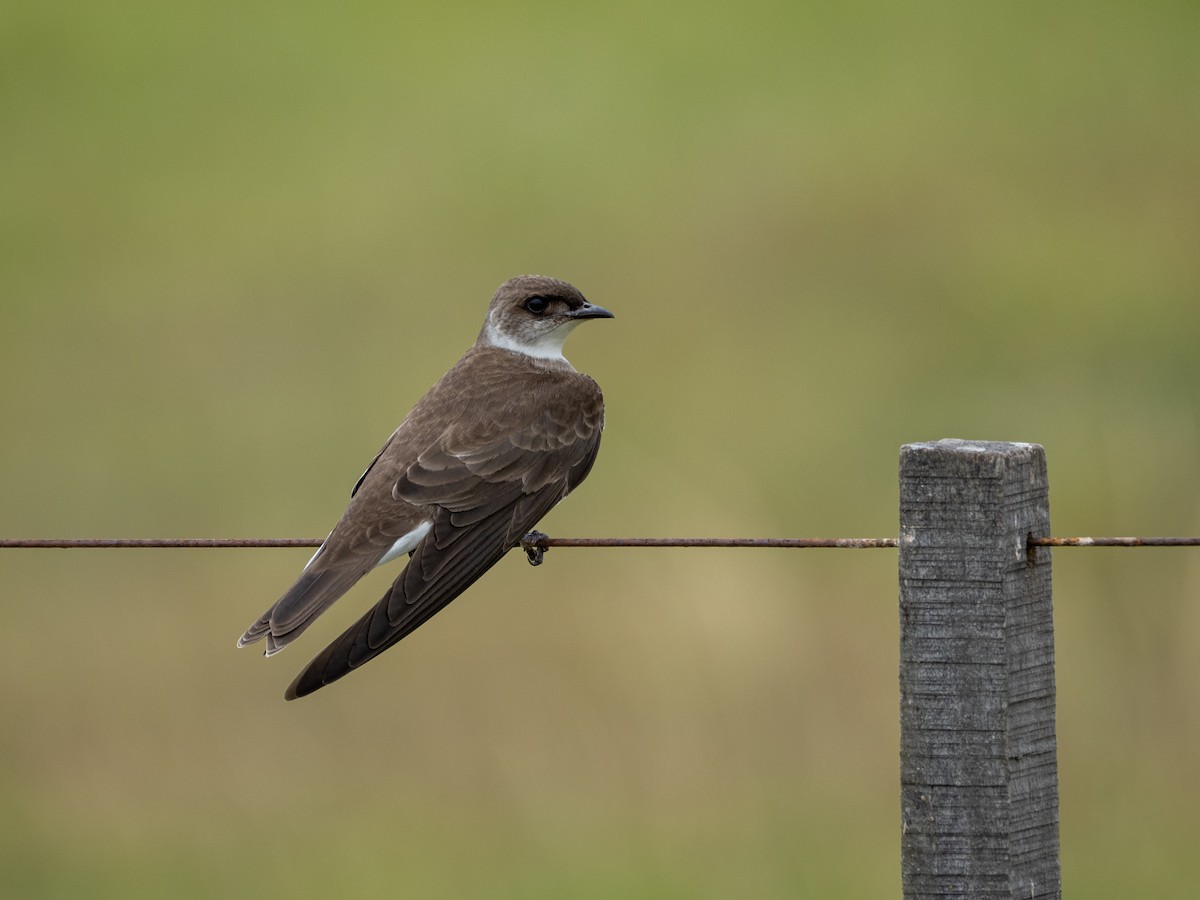 Brown-chested Martin - ML646115123