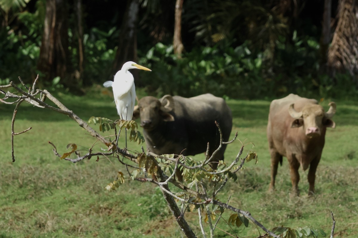 Great Egret - ML646115126