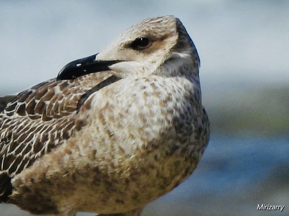 Lesser Black-backed Gull - ML646115137
