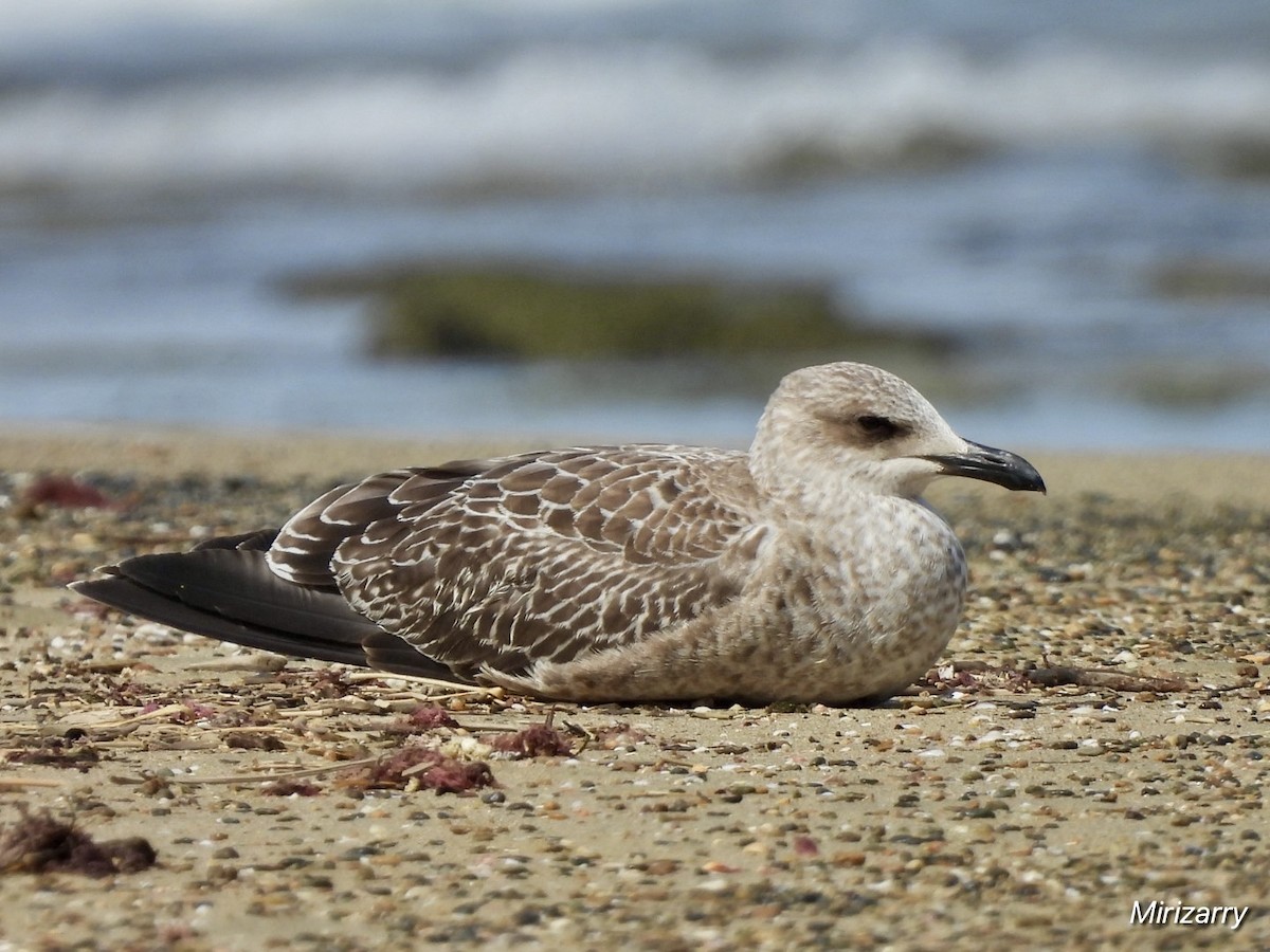 Lesser Black-backed Gull - ML646115138
