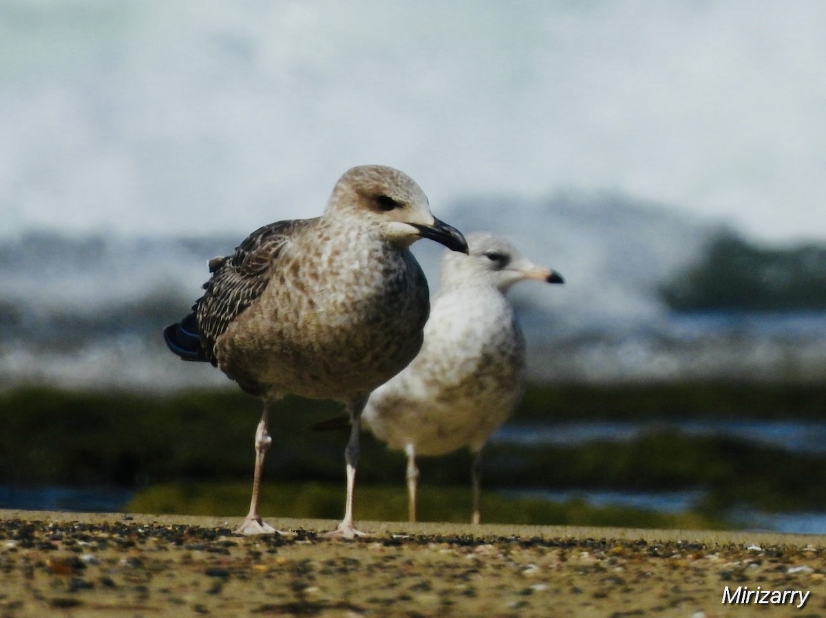 Lesser Black-backed Gull - ML646115139