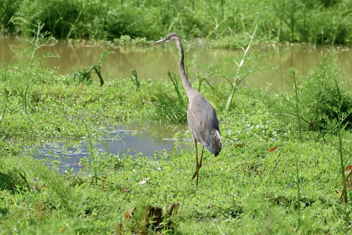 Great Blue Heron - ML646115140