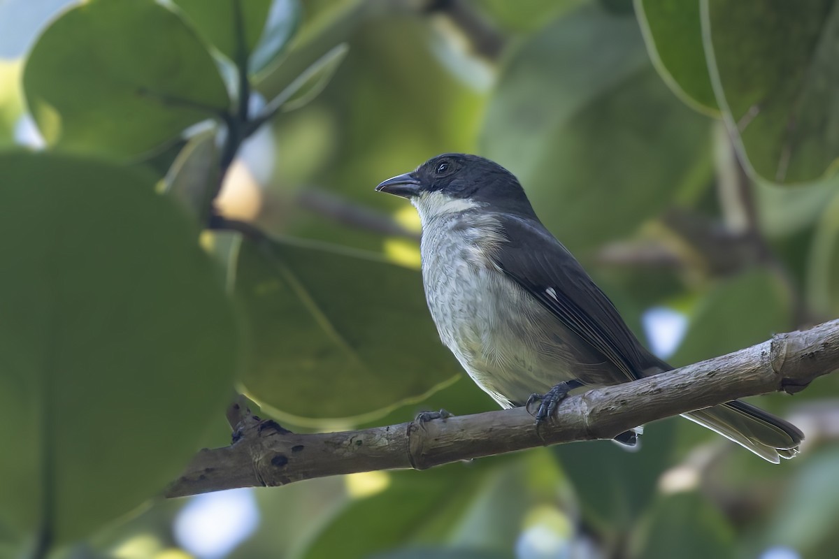 Porto Riko Tangarası - ML646115141