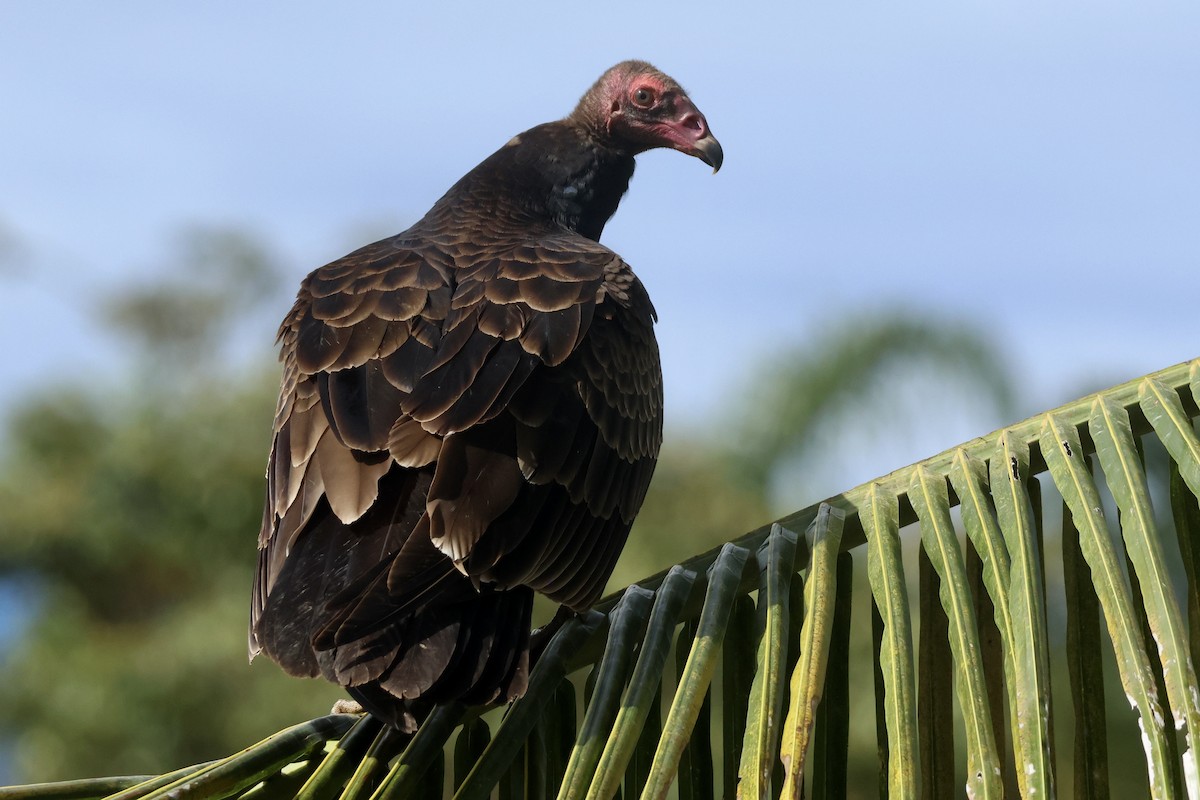 Turkey Vulture (Northern) - ML646115146