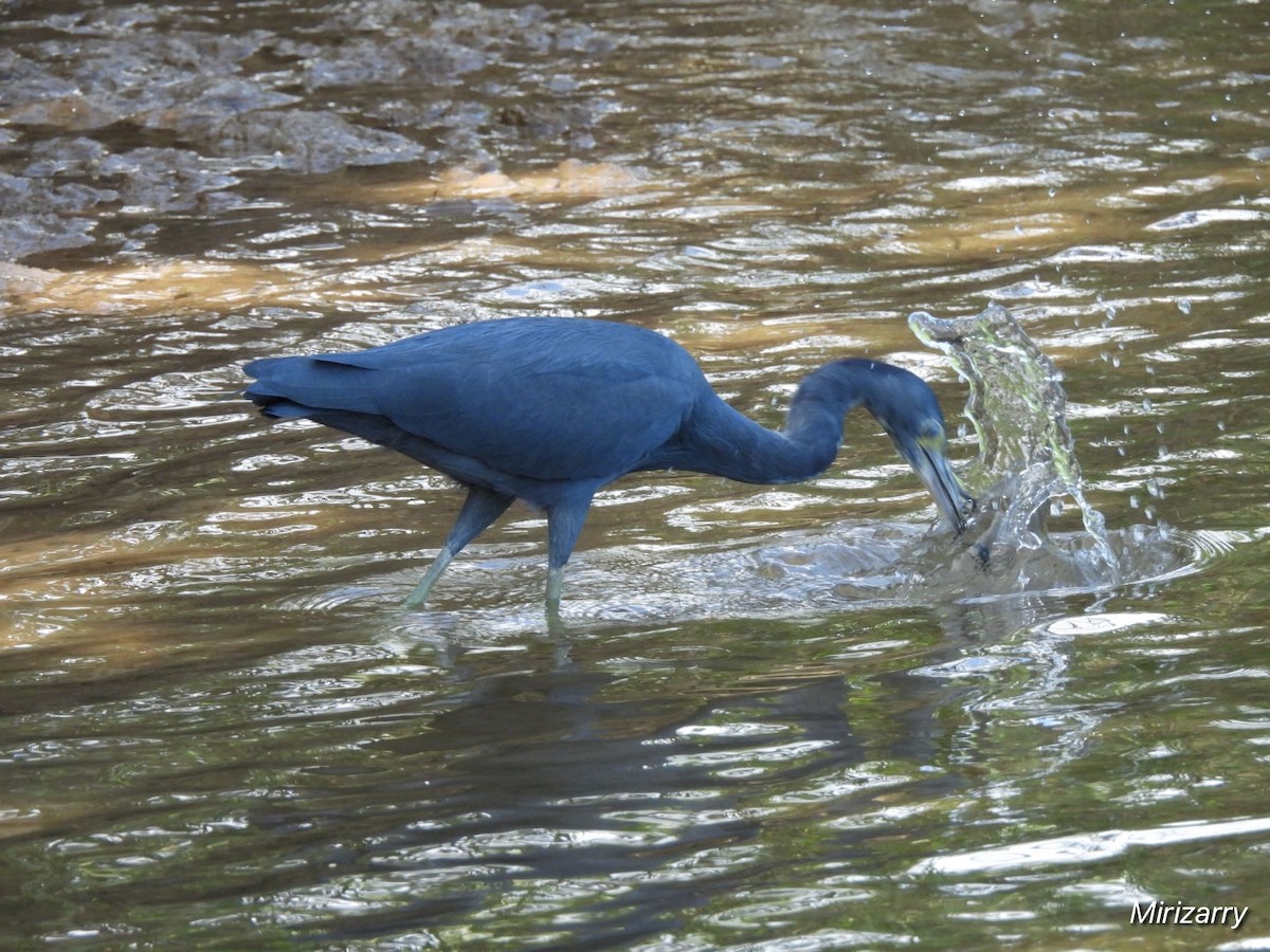Little Blue Heron - ML646115147