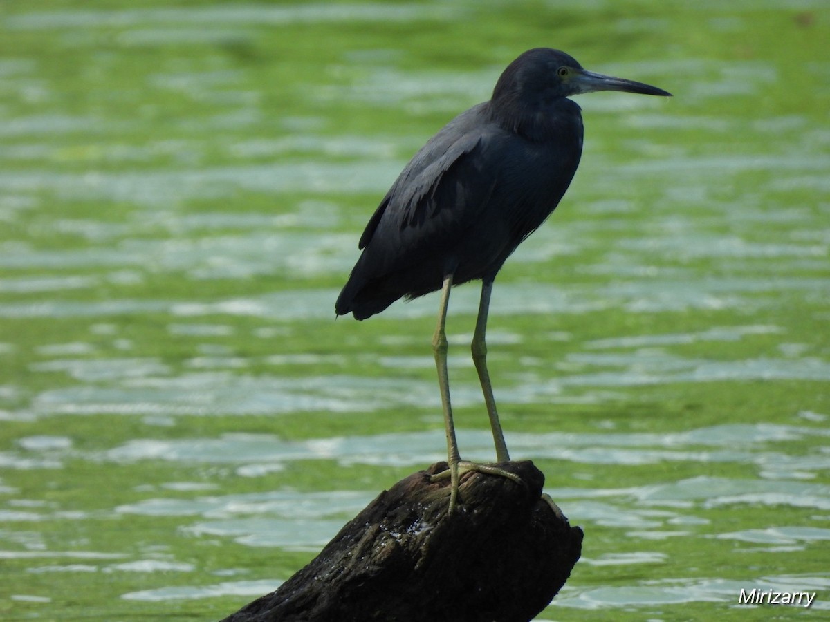 Little Blue Heron - ML646115148