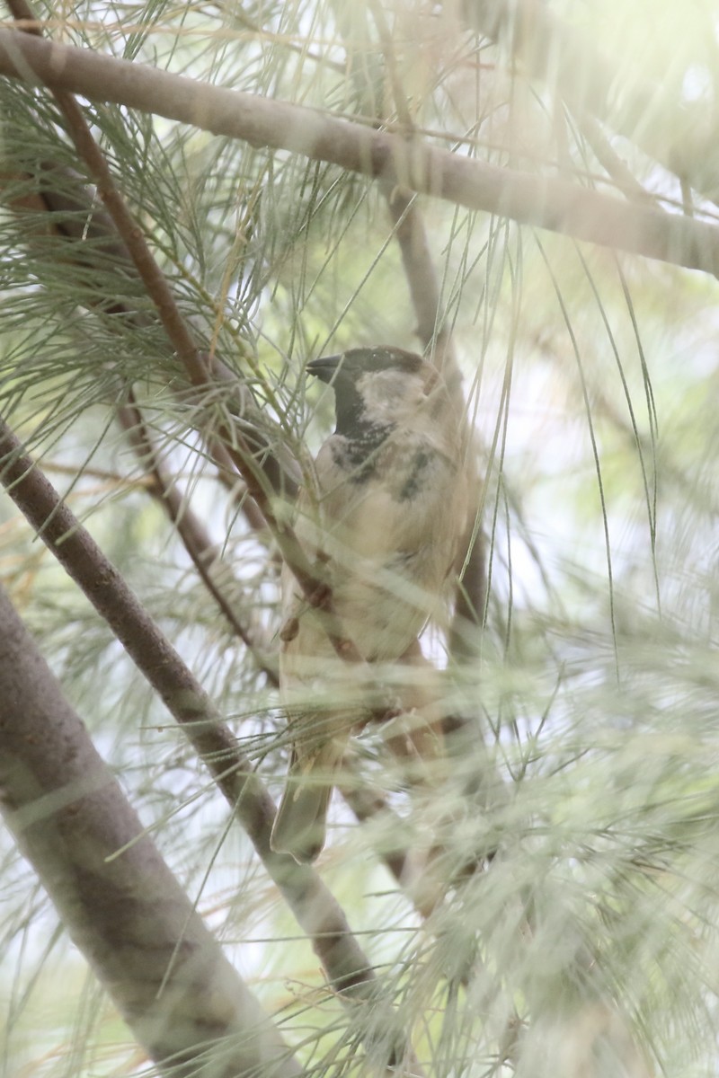 House Sparrow - ML646115150