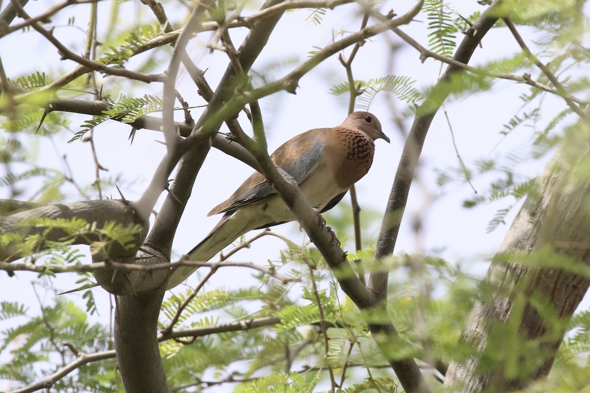 Laughing Dove - ML646115152