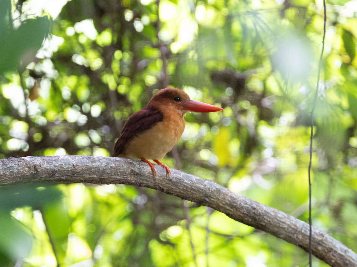 Альціон вогнистий - ML646115155