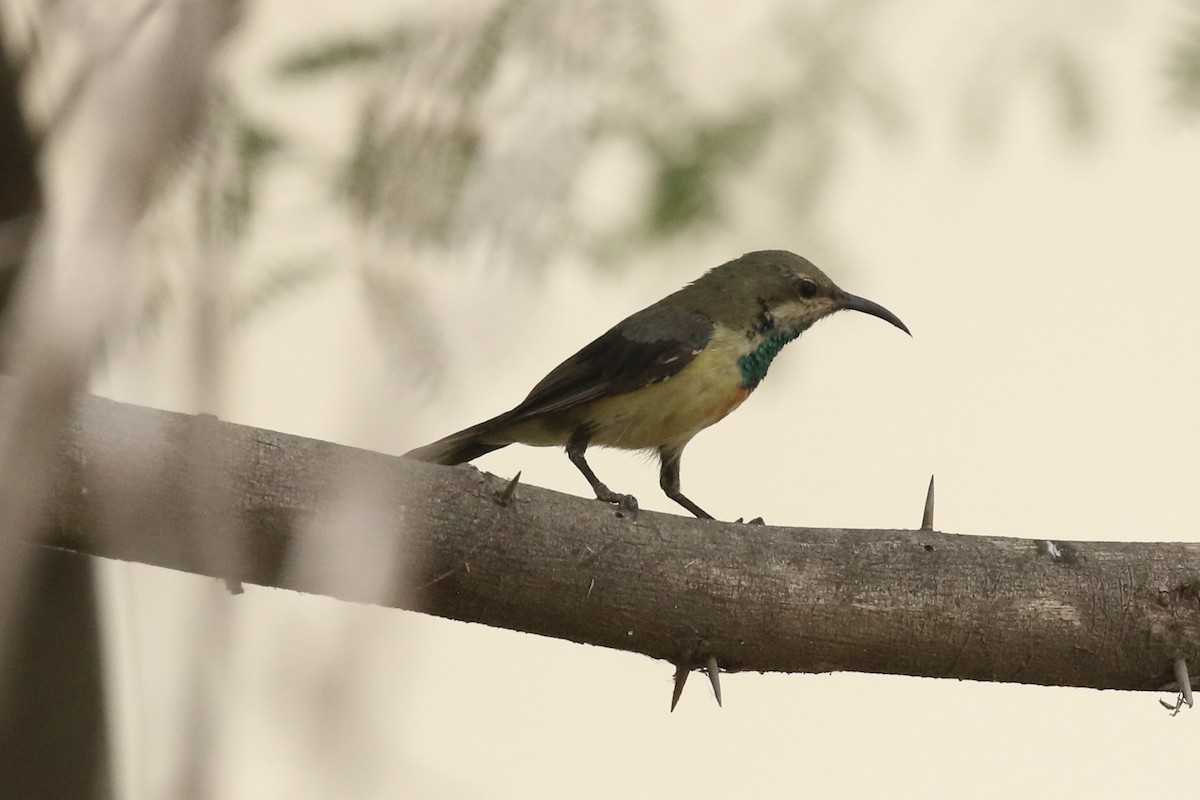 Beautiful Sunbird - ML646115156