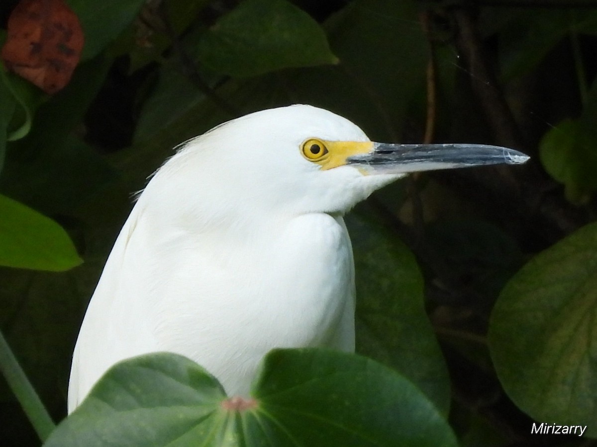 Snowy Egret - ML646115165