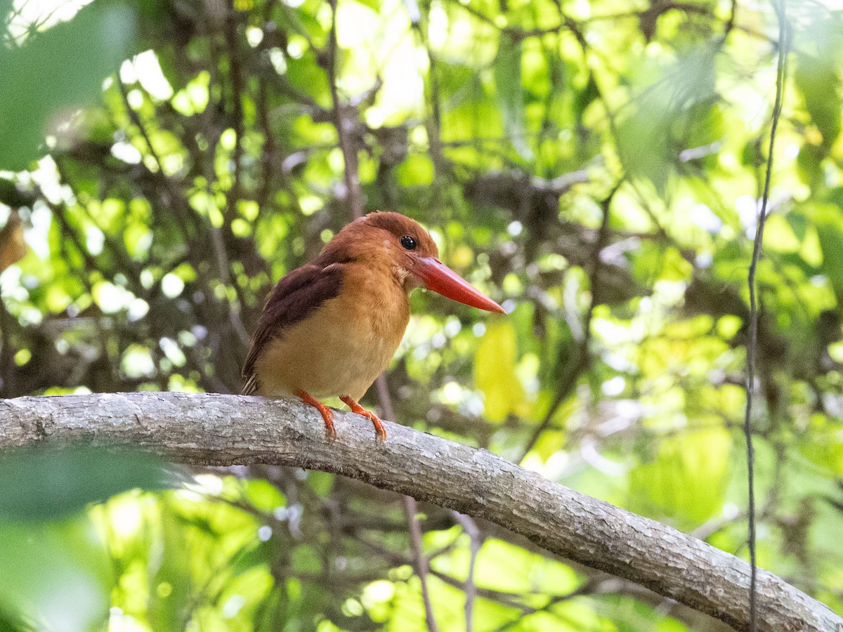Альціон вогнистий - ML646115173