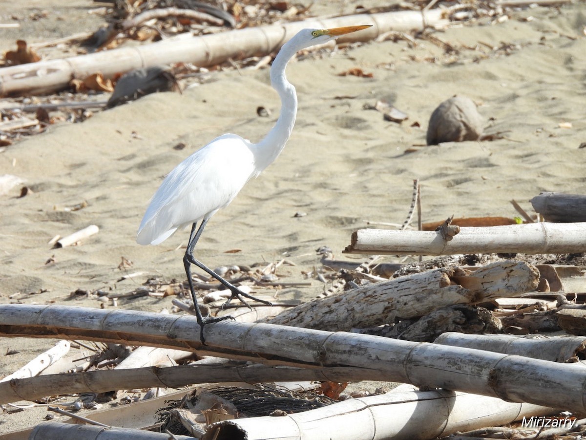 Great Egret - ML646115180