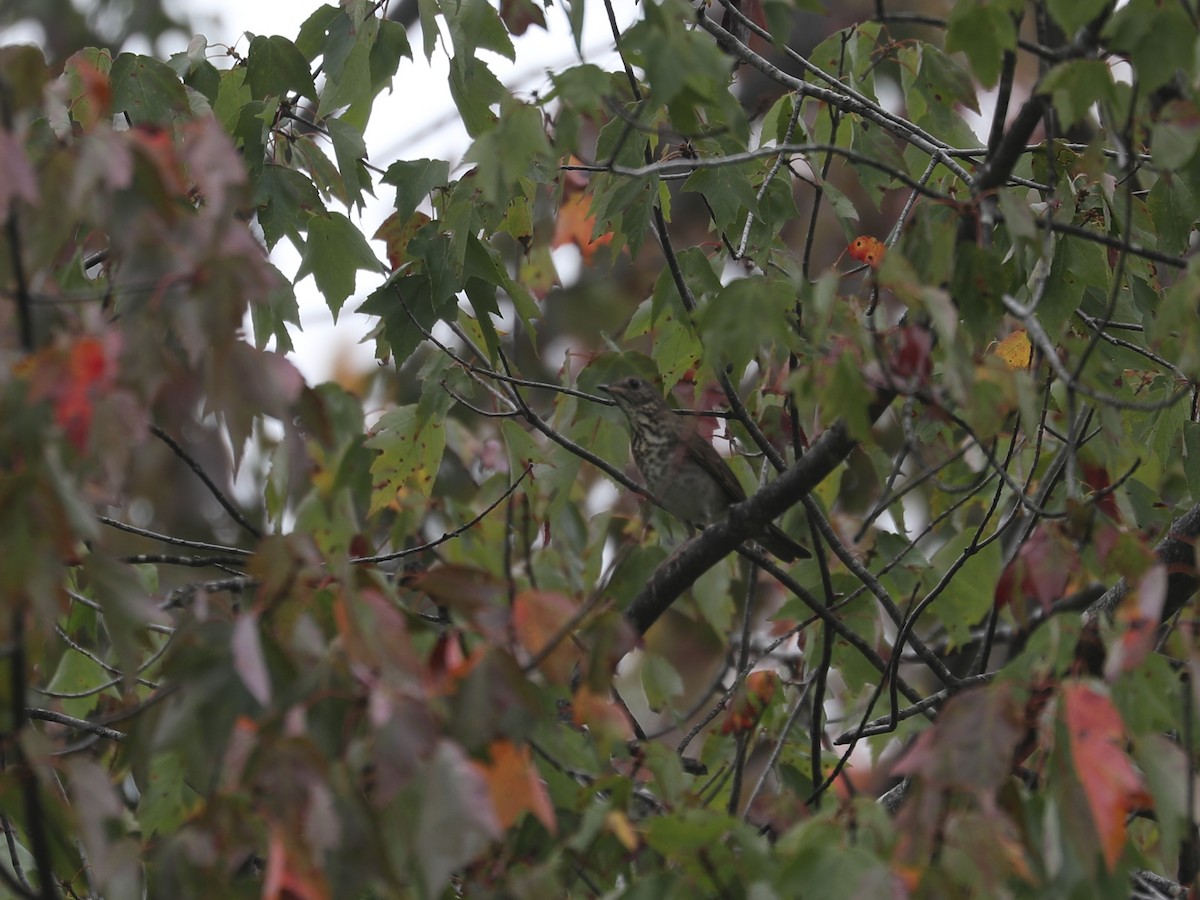 Gray-cheeked Thrush - ML646115181