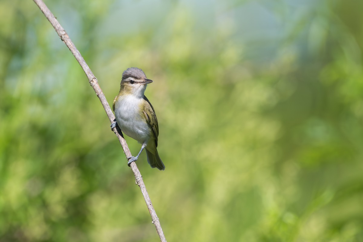 Chivi Vireo - ML646115183