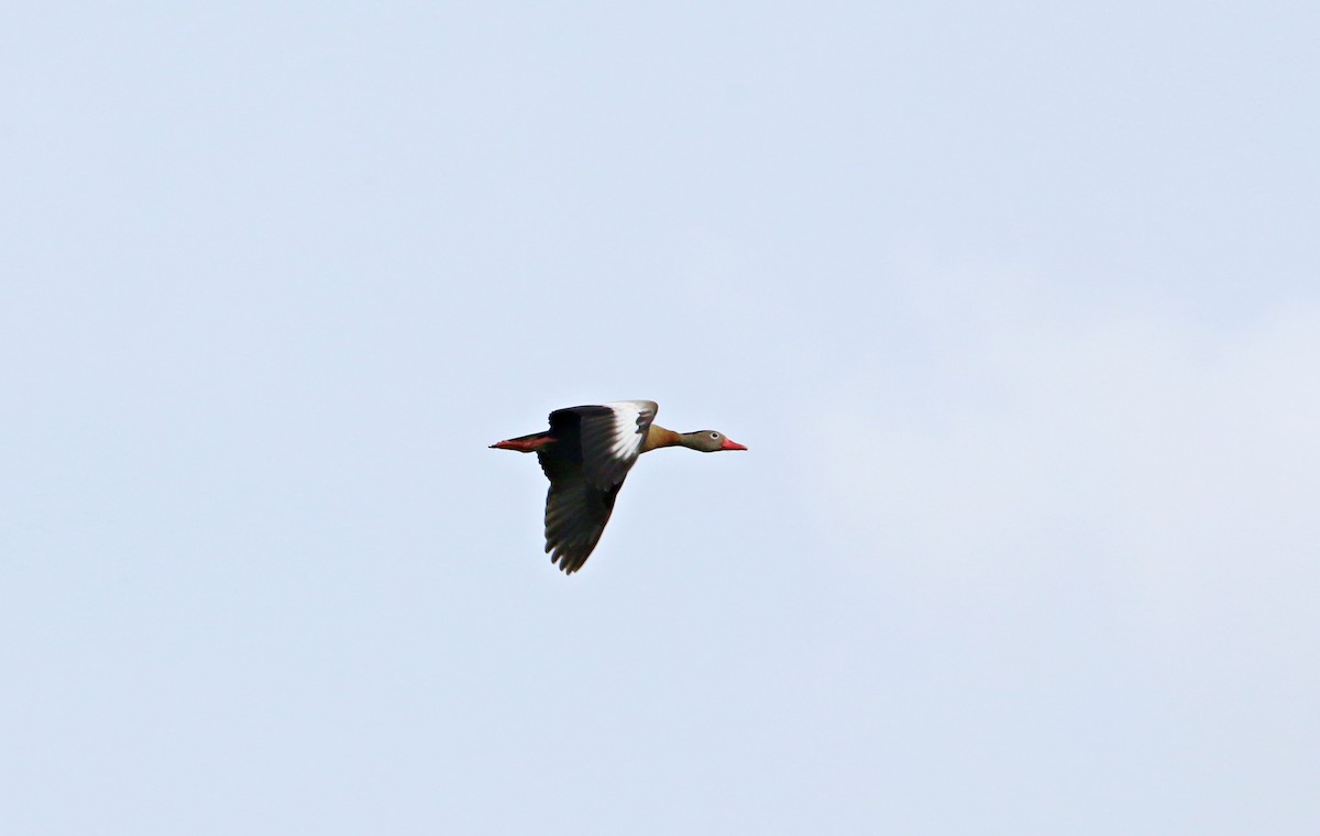 Black-bellied Whistling-Duck - ML646115185