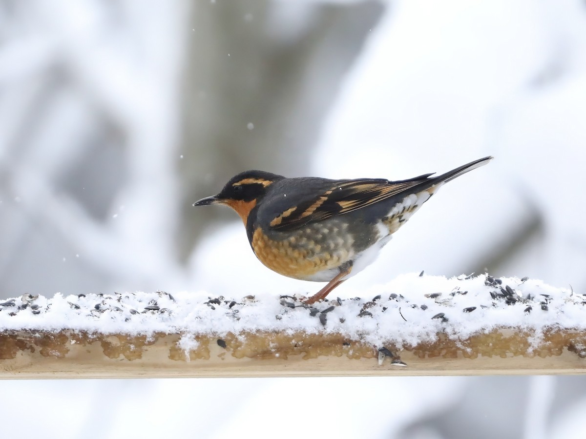 drozd pruhokřídlý - ML646115188