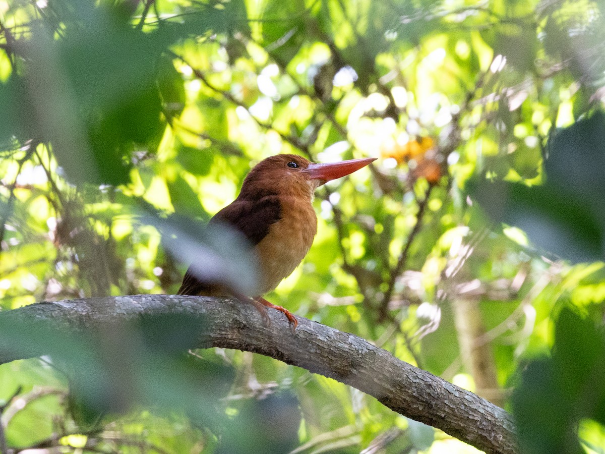 Альціон вогнистий - ML646115189