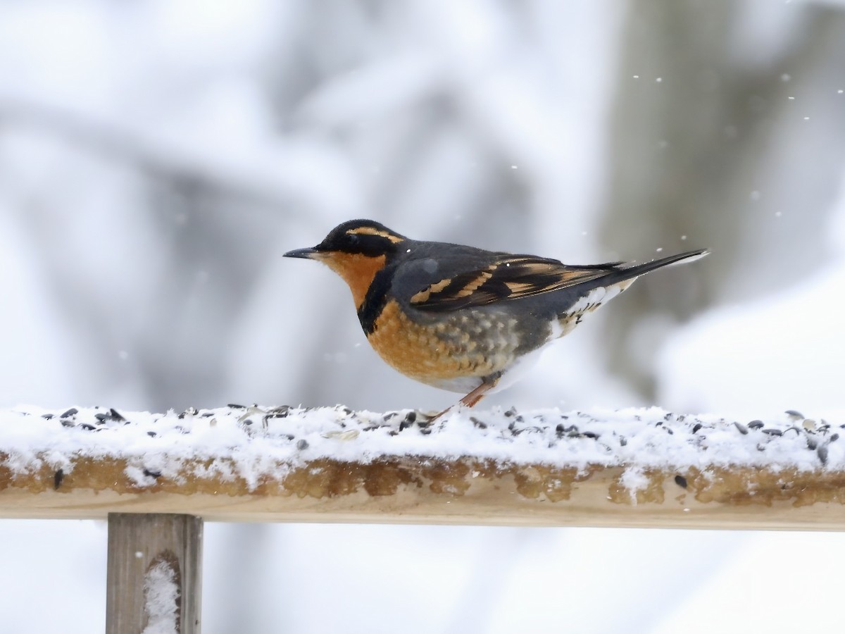 drozd pruhokřídlý - ML646115190