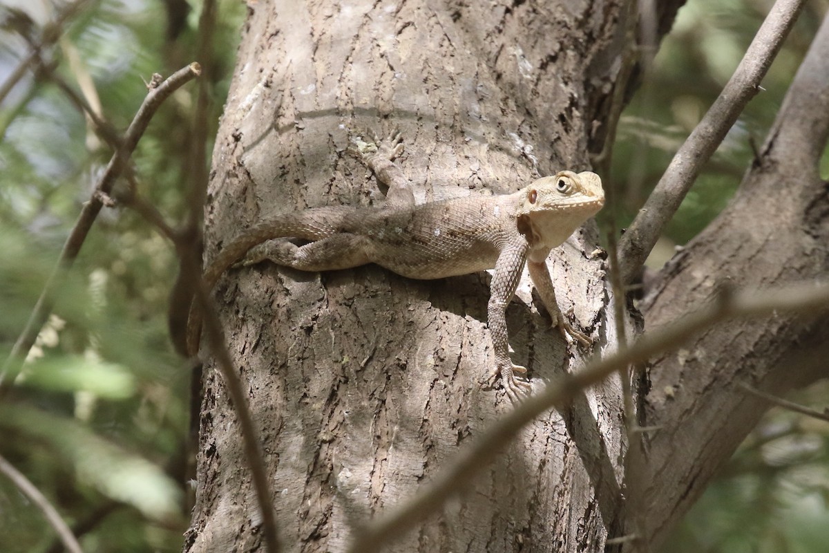 Rainbow Agama - ML646115192