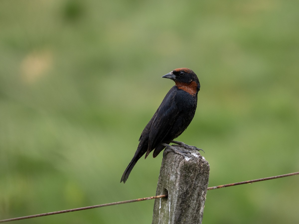 Chestnut-capped Blackbird - ML646115194