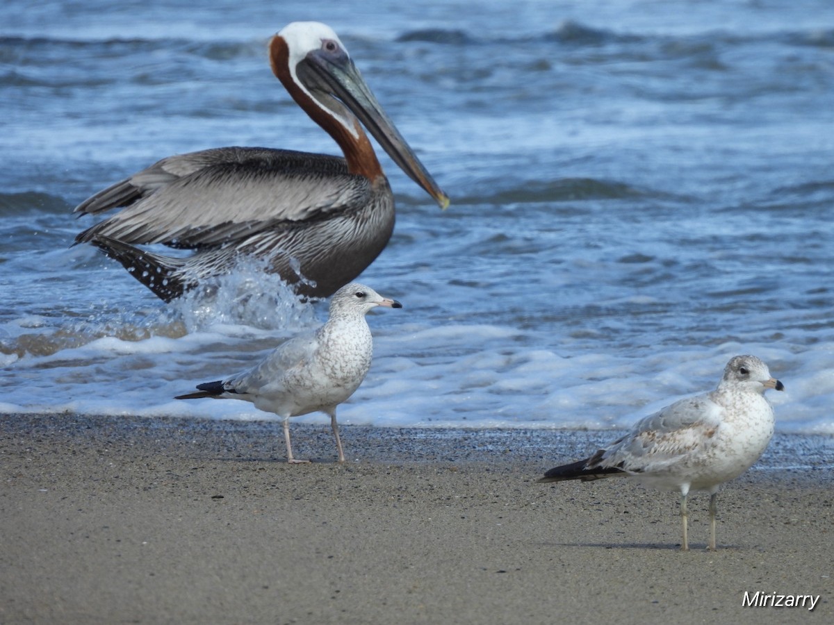 Brown Pelican - ML646115196