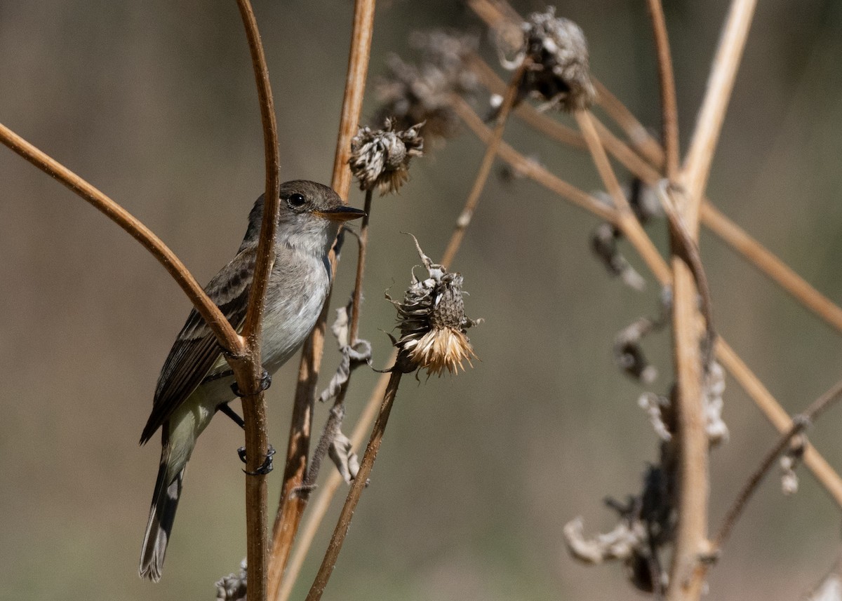 Willow Flycatcher - ML646115199