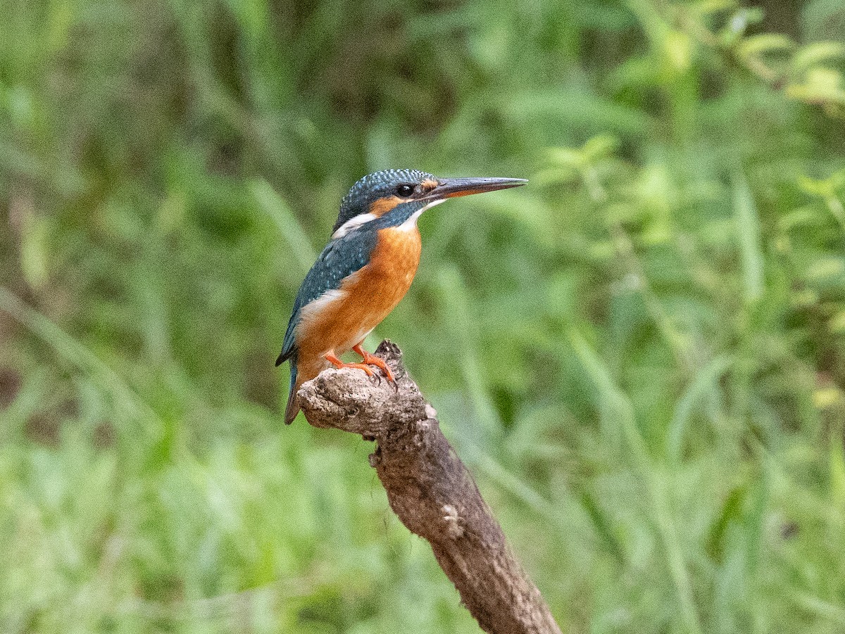 Рибалочка блакитний - ML646115200