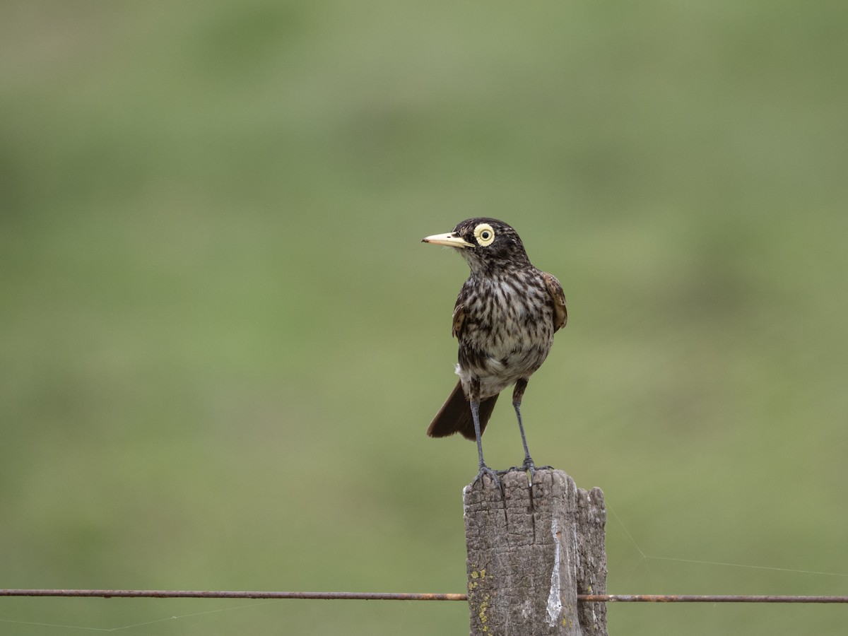 Spectacled Tyrant - ML646115201