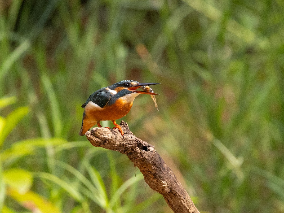 Рибалочка блакитний - ML646115206