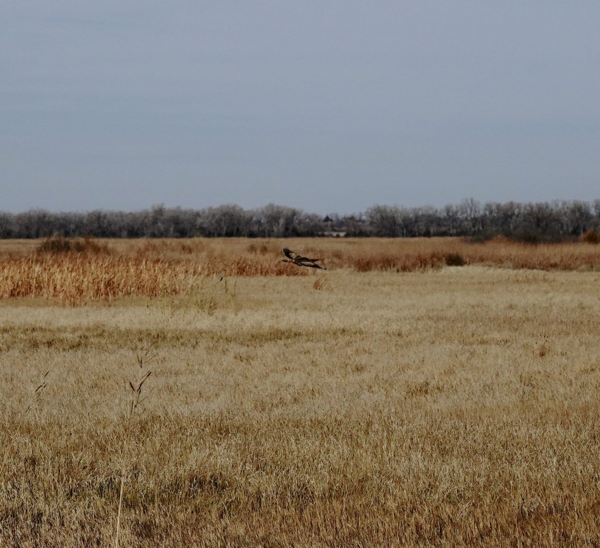 American Bittern - ML646115211