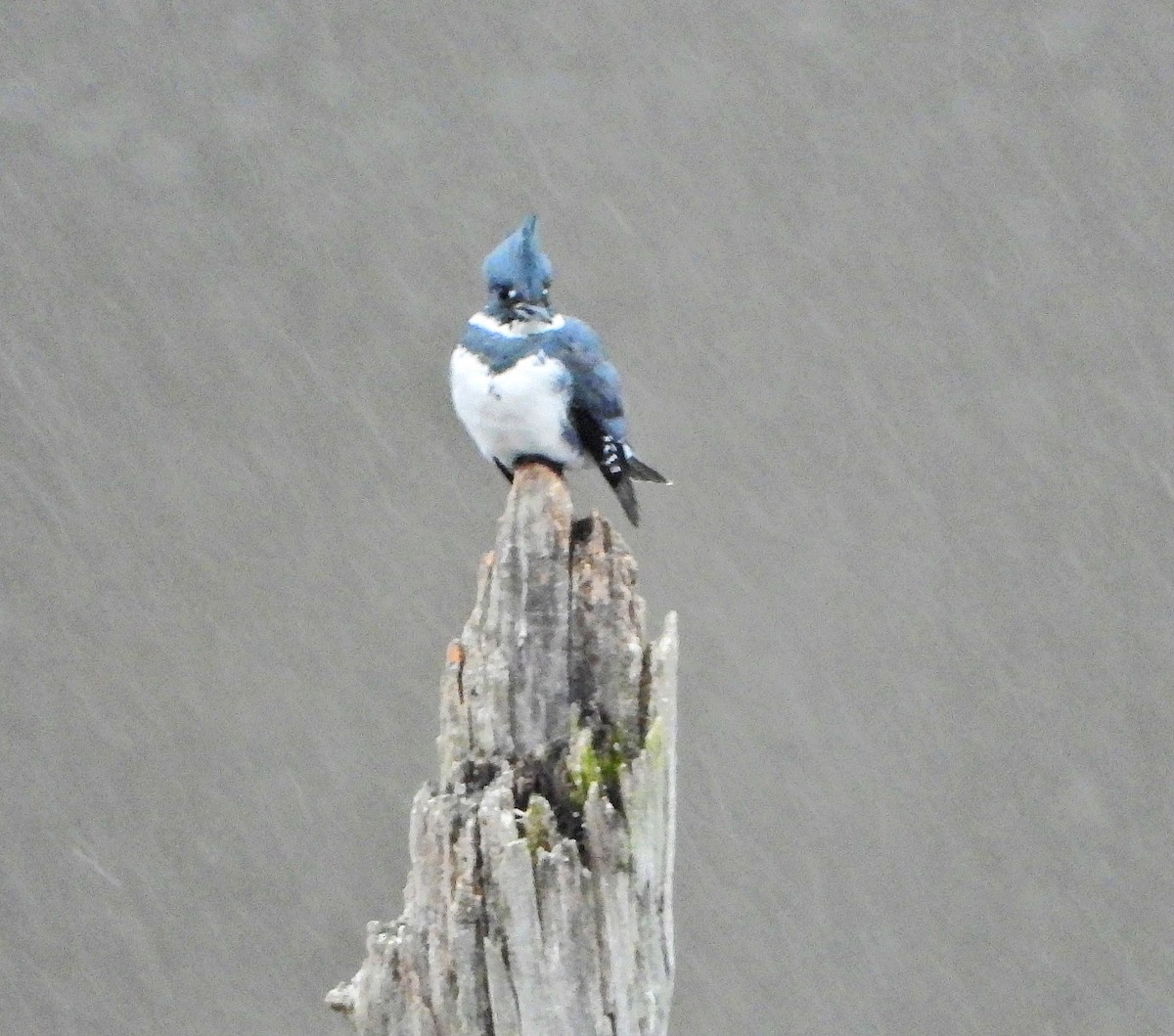 rybařík pruhoprsý - ML646115212