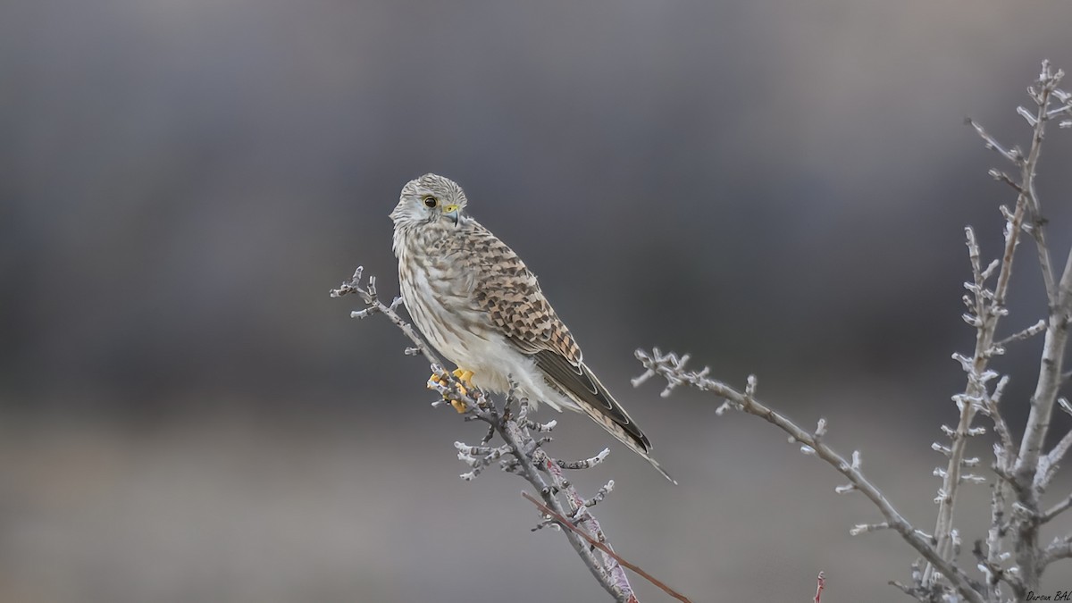 Eurasian Kestrel - ML646115215