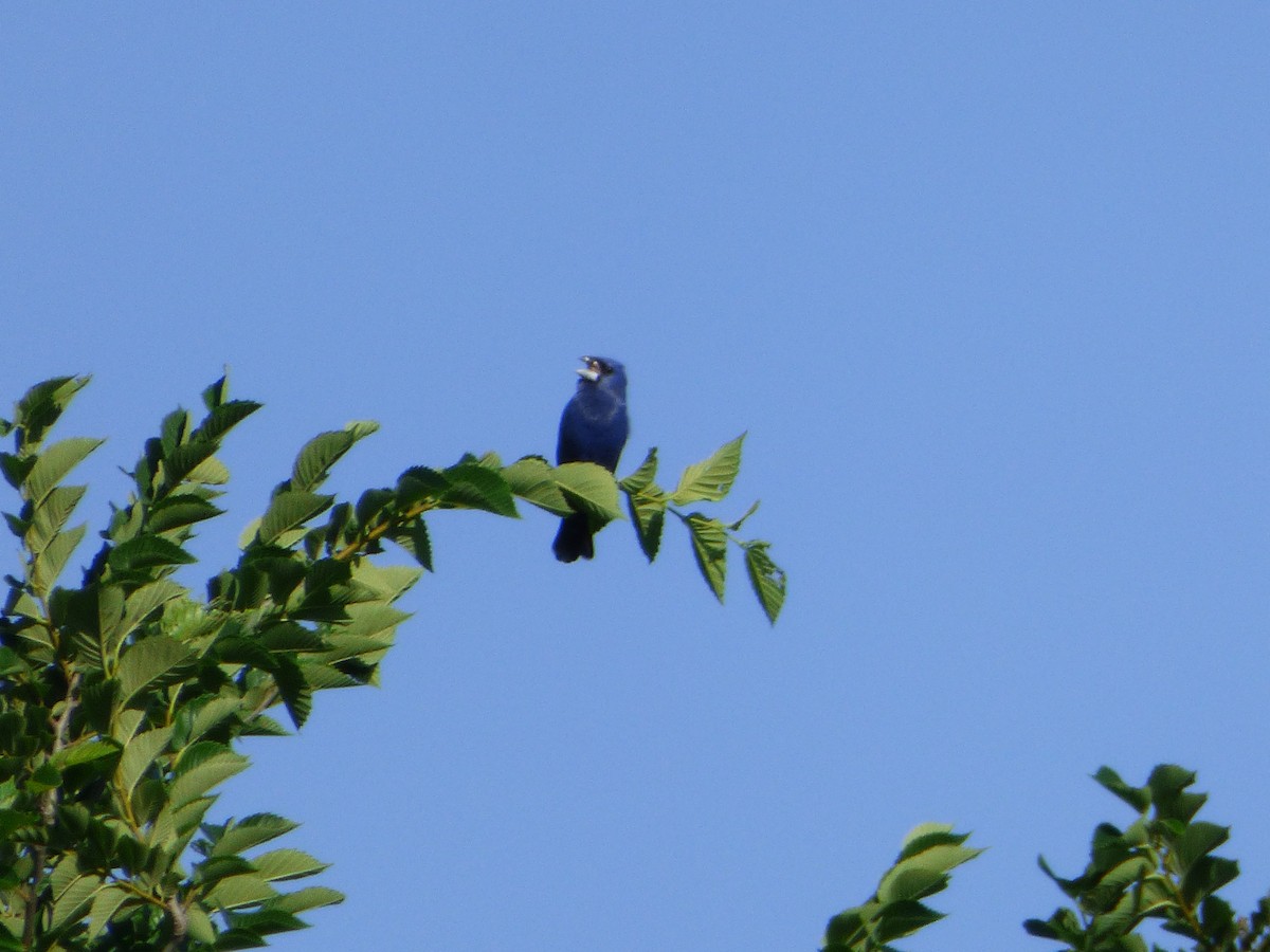 Blue Grosbeak - ML646115217