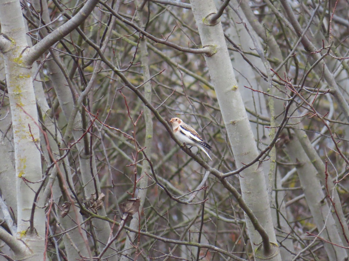 Snow Bunting - ML646115220