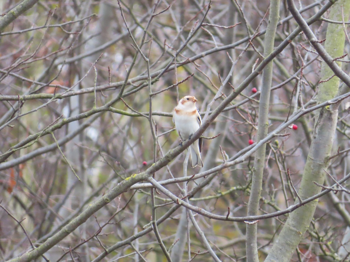 Snow Bunting - ML646115221