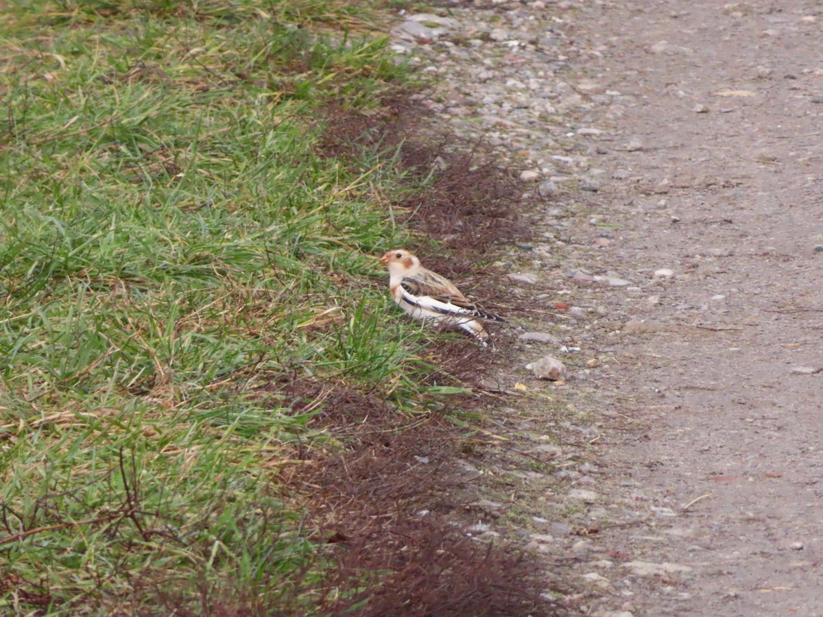 Snow Bunting - ML646115222