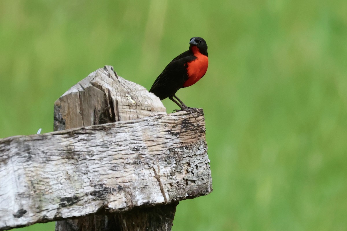 Red-breasted Meadowlark - ML646115226