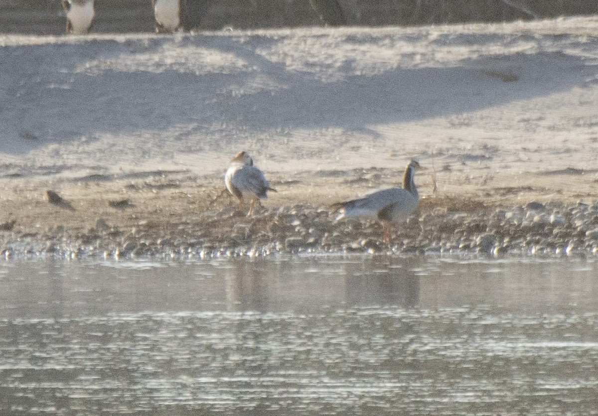 husa tibetská - ML646115232