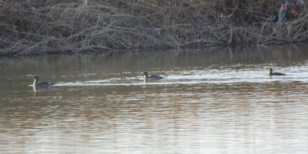 morčák prostřední - ML646115234