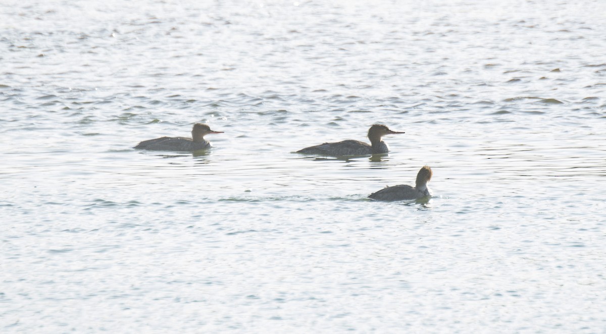 morčák prostřední - ML646115237