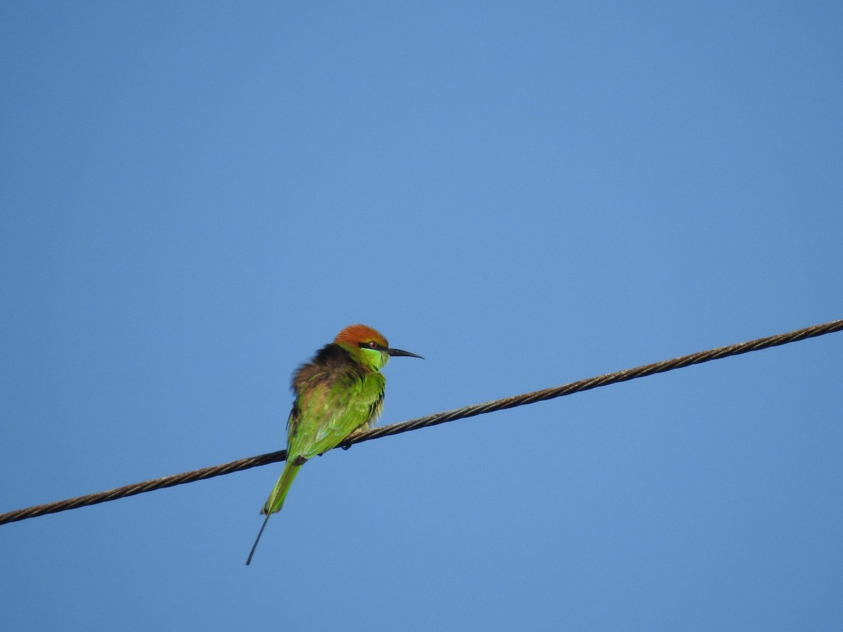 Asian Green Bee-eater - ML646115243