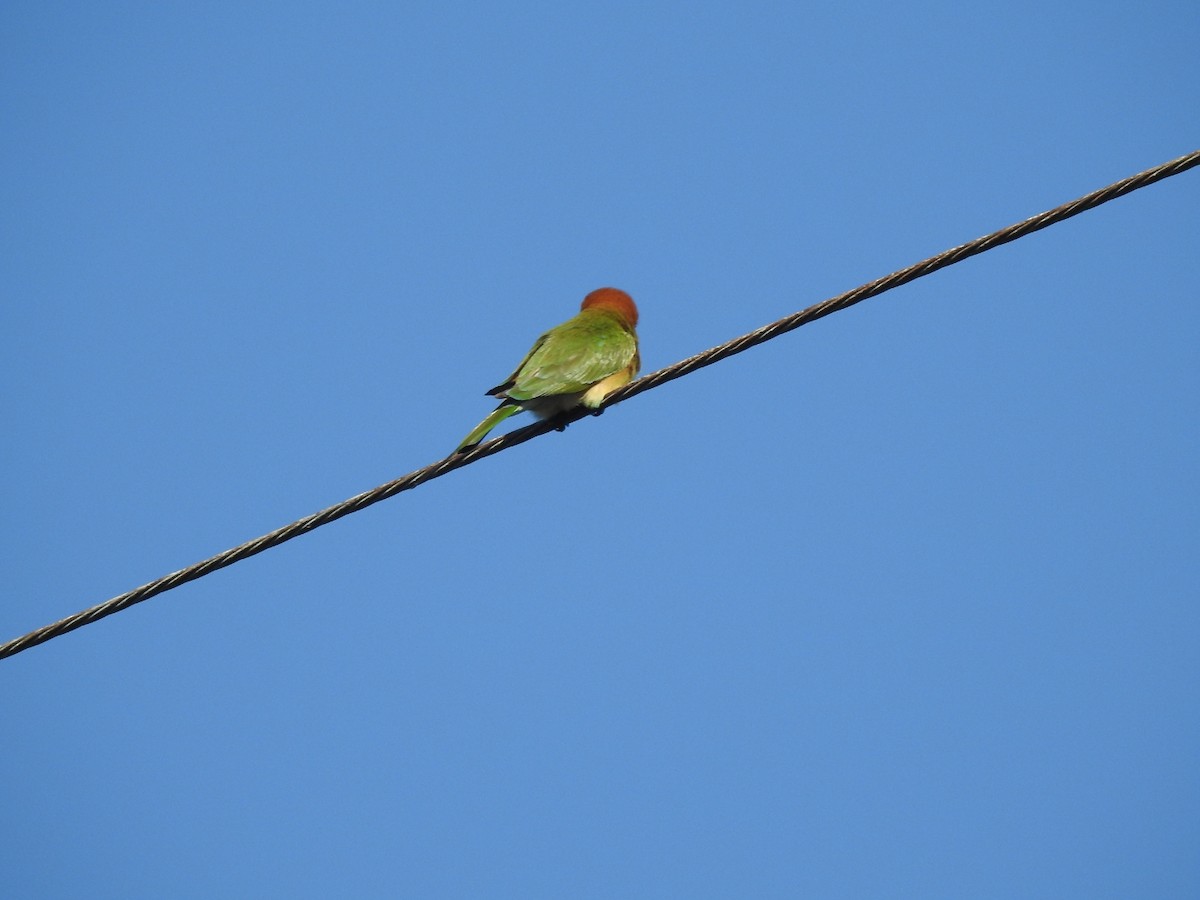 Asian Green Bee-eater - ML646115244