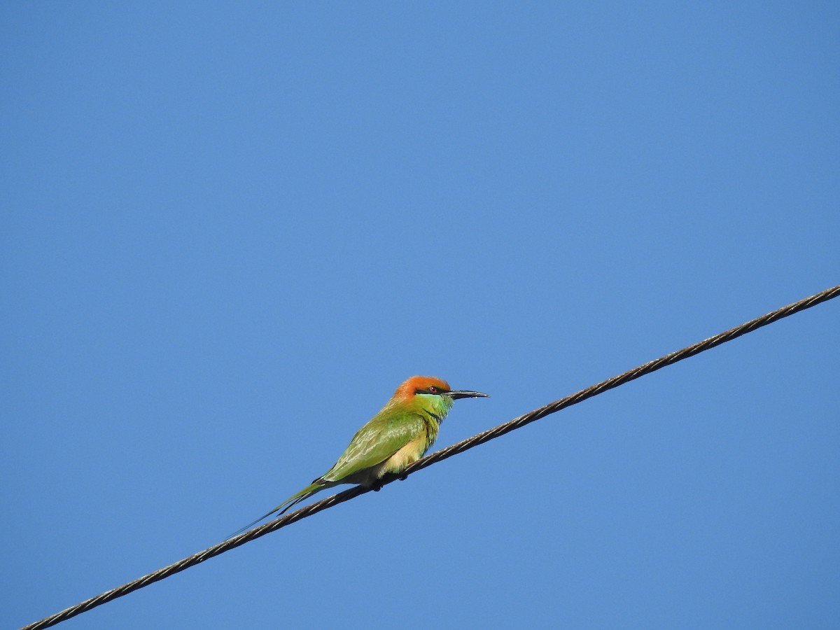 Asian Green Bee-eater - ML646115245