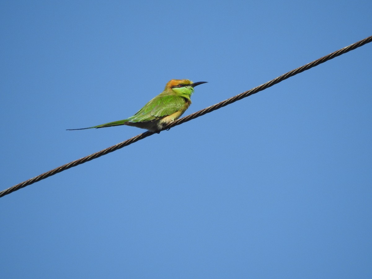 Asian Green Bee-eater - ML646115246