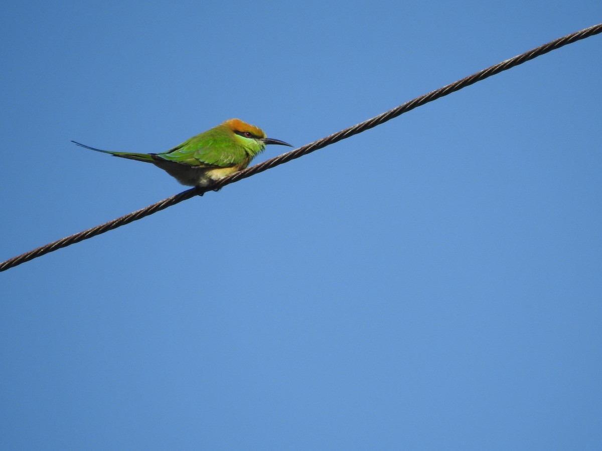 Asian Green Bee-eater - ML646115247