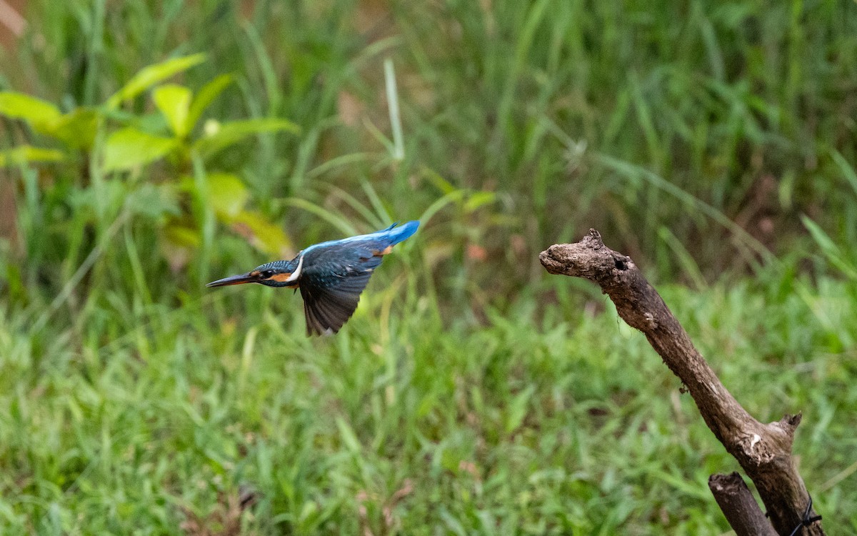 Рибалочка блакитний - ML646115251