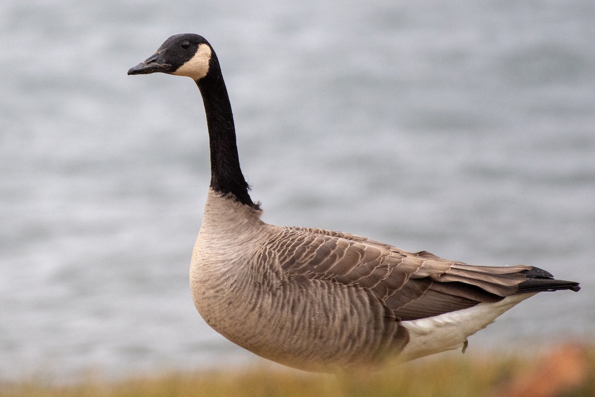 Canada Goose - ML646115253