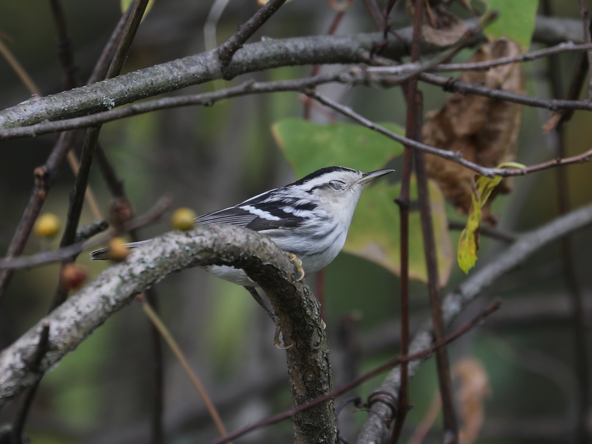 Black-and-white Warbler - ML646115258
